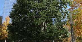 Árvore sobrevivente ao 11 de Setembro é flor que furou o asfalto