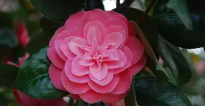 Foto: (Imagem sem texto alternativo disponivel ID [840852])