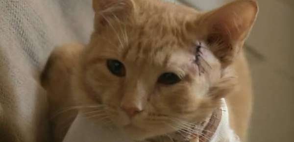 Reprodução / Fox News