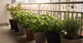 Foto: (Imagem sem texto alternativo disponivel ID [2688331])