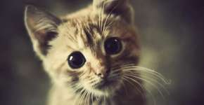 Foto: (Imagem sem texto alternativo disponivel ID [1095501])