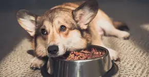 Qual é o melhor horário para alimentar seu cão, segundo veterinários?