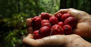 Foto: (Imagem sem texto alternativo disponivel ID [1896211])