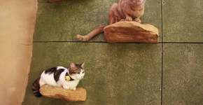 Foto: (Imagem sem texto alternativo disponivel ID [1870068])