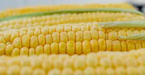 Pamonha na airfryer bem rapidinha para matar a vontade