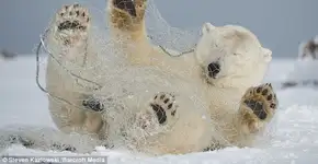 Urso polar preso em rede de plástico demonstra ameaça humana ao meio ambiente