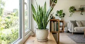 Nem samambaias nem ficus: a melhor planta de interior para absorver calor e purificar o ambiente da sua casa