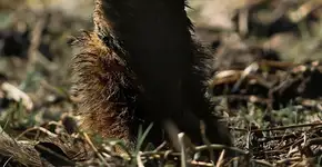 Fotojornalista registra tamanduá cego em queimada na Amazônia
