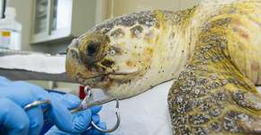 Foto: (Imagem sem texto alternativo disponivel ID [1834215])