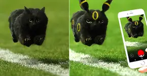 Gato invade jogo de rúgbi e internet responde com memes hilários