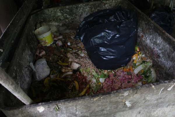 Os ativistas criaram uma vakinha para arrecadar dinheiro para os animais (Divulgação)