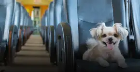 Tudo o que você precisa saber para viajar de ônibus com seu pet