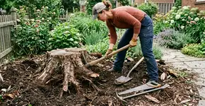 Remova o toco da árvore do jardim: veja como fazer isso naturalmente