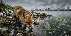 A teoria da evolução não avança como Darwin pensava e a culpa, é claro, é dos humanos