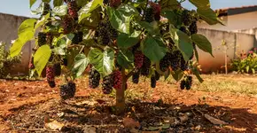 Foto: (Imagem sem texto alternativo disponivel ID [2712193])