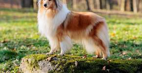 Foto: (Imagem sem texto alternativo disponivel ID [2622674])