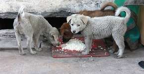 Animais que vivem na rua sofrem após isolamento por coronavírus