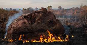 Foto: (Divulgação Agência Galo /  Rodrigo Braga)