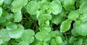 Descubra 7 motivos para incluir o agrião na sua dieta