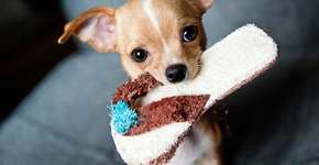 ‘Pet friendly’: hotéis e pousadas no Brasil que aceitam animais