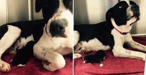 Pitbull abandonada adota gatinho e o amamenta até ser resgatada