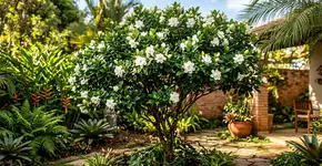 A árvore que é um verdadeiro espetáculo no paisagismo com flores exuberantes que além de trazerem borboletas para o seu jardim iluminam o dia com uma fragrância inesquecível
