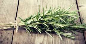 Alecrim ajuda a desinchar o corpo; aprenda como usar