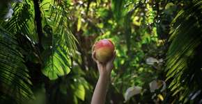 4 frutas cuja casca faz bem e você talvez esteja desperdiçando