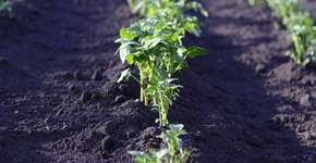 Foto: (Imagem sem texto alternativo disponivel ID [1894657])