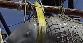 Documentário expõe o intenso sofrimento de belugas exploradas
