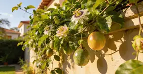 Foto: (Imagem sem texto alternativo disponivel ID [2716711])