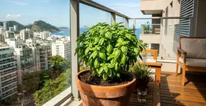 Na Tailândia o manjericão de vaso é resistente a tudo, porque nunca o deixam perto de correntes de ar frio