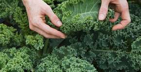 Foto: (iStock/Ron Levine)