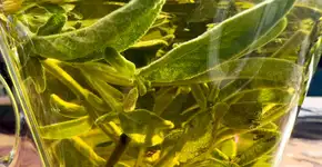 Esta planta é potente no controle de açúcar no sangue; saiba como usar