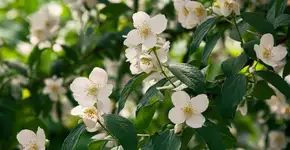 Foto: (Imagem sem texto alternativo disponivel ID [2724775])