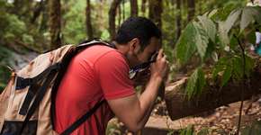 Inseto pequeno promete revolucionar a ciência brasileira