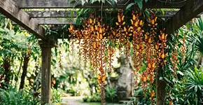 Nem a hera, nem a Santa Rita: a trepadeira que os jardineiros escolhem para pequenos pátios.