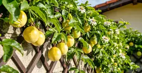 Foto: (Imagem sem texto alternativo disponivel ID [2703602])