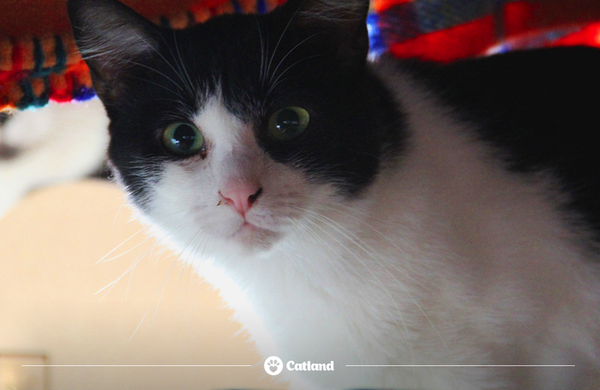 Os gatinhos resgatados pela Catland