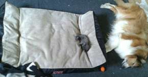 10 gatos folgados que roubaram a cama dos cães