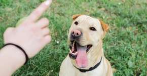 Cachorros conseguem entender os humanos? Estudo faz descoberta