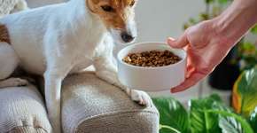 Animal não quer comer: entenda as causas e quando procurar ajuda veterinária