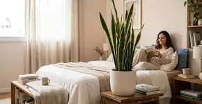 Espada-de-são-jorge: 6 vantagens de ter essa planta em casa e como multiplicá-la corretamente