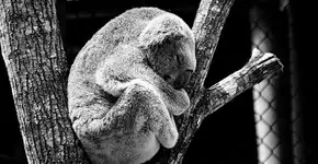 Petição que pede proteção aos coalas já tem 512 mil assinaturas