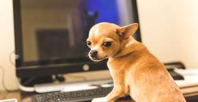 Cobasi anuncia promoções incríveis  para pet nenhum botar defeito