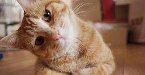 ¡¿ɐssǝ é ɐᴉɹɐxnɹq ǝnb: Saiba digital de ponta-cabeça nas redes