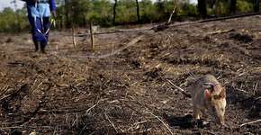 Ratos detectam minas terrestres em países subsaarianos