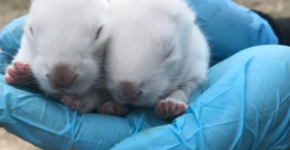 Centenas de coelhos são abandonados em fazenda no Canadá