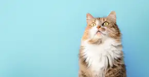 Foto: (Petra Richli/istock)