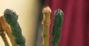 Veja como fazer uma varinha mágica para poder estudar em Hogwarts